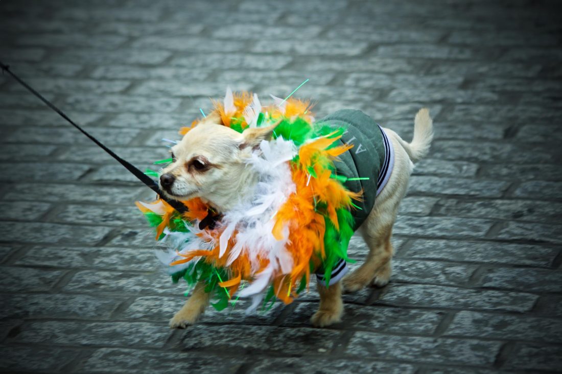 Free photo of St. Patrick'S Day Madra