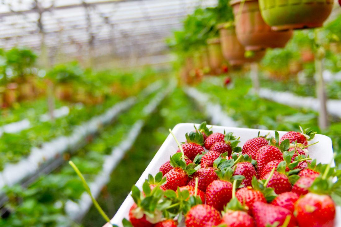 Free photo of Fresh Strawberries