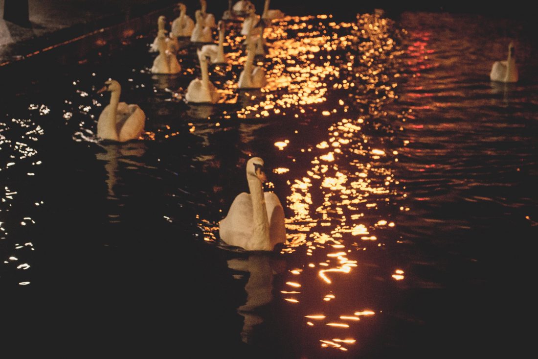 Free photo of Swans
