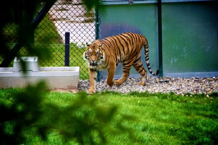 Tiger Stare Free Stock Photo