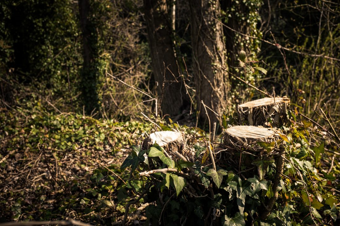 Free photo of Tree Stump in the Forest