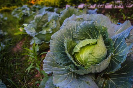 Vegetable Cabbage Free Stock Photo