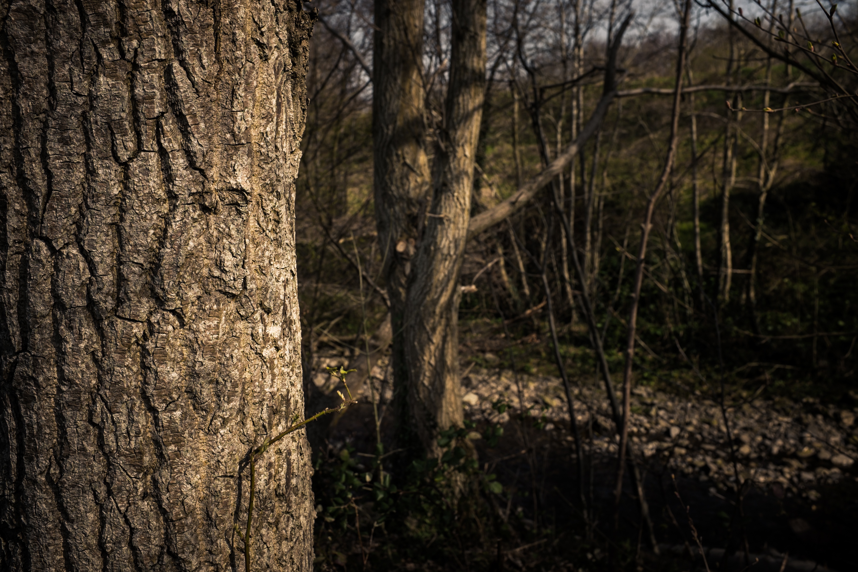 shot-stash-view-trees-forest-woods-natur