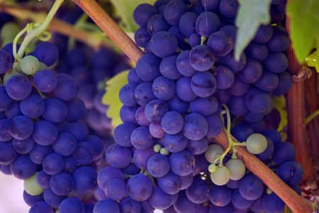 Vineyard Grapes Free Stock Photo