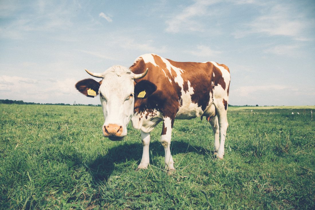 Free photo of White & Brown Cow in Field