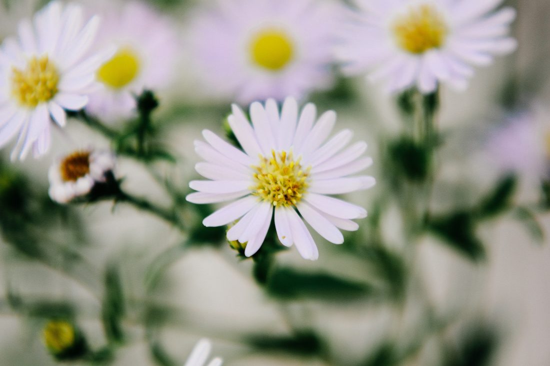 Free photo of White Flowers