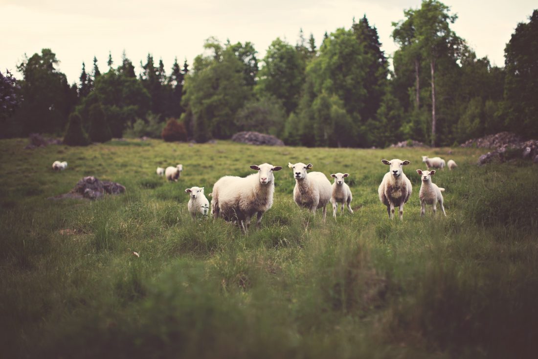 Free photo of White Sheep in Field