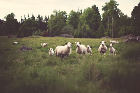White Sheep in Field Free Stock Photo