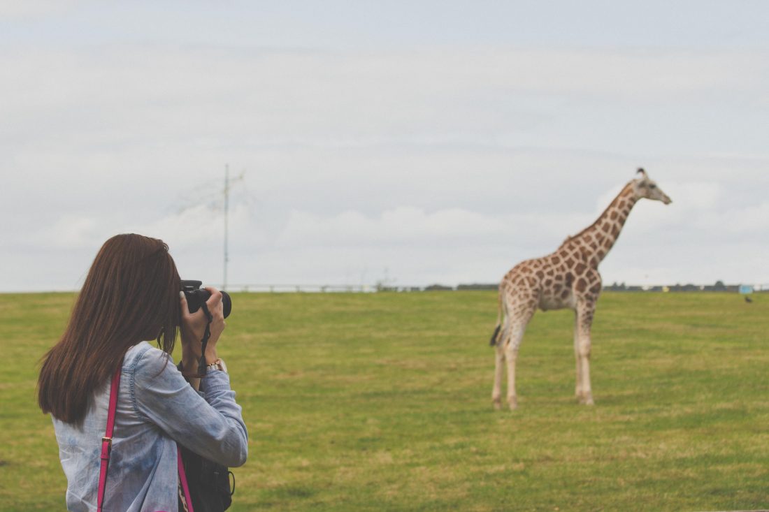 Free photo of Woman Taking Photos Of A Giraffe