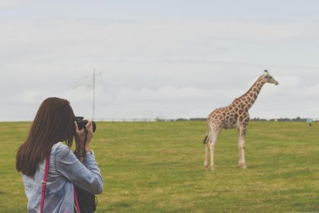 Woman Taking Photos Of A Giraffe Free Stock Photo