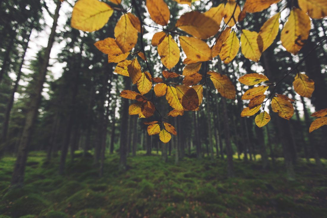 Free photo of Yellow Bush in Autumn