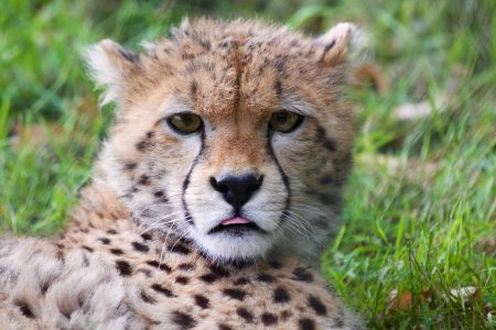 Young Cheetah Free Stock Photo