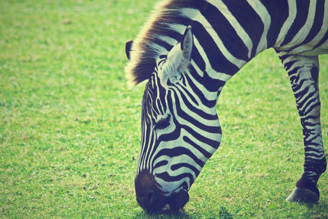 Free photo of Zebra Spike
