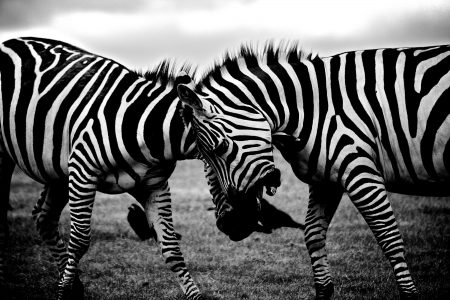 Zebras Clash Free Stock Photo