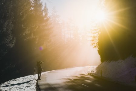 Bright Sunlight in The Forest Free Stock Photo
