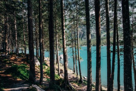 Blue Mountain Lake Through Trees Free Stock Photo