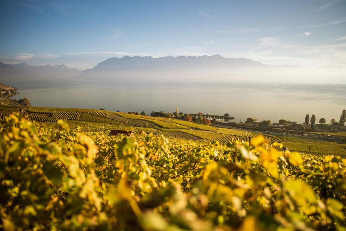 Free photo of Vineyard View in the Morning