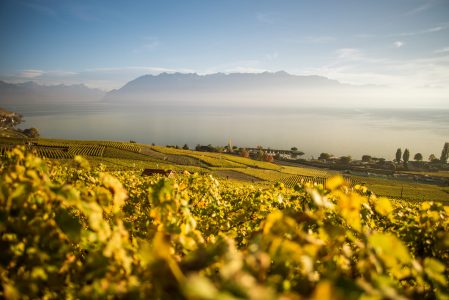 Vineyard View in the Morning Free Stock Photo