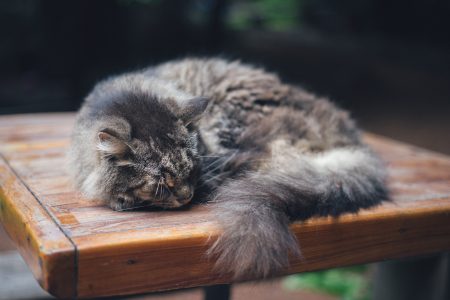 Sleeping Cat Free Stock Photo