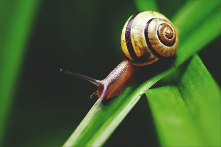 Snail on Leaf Free Stock Photo
