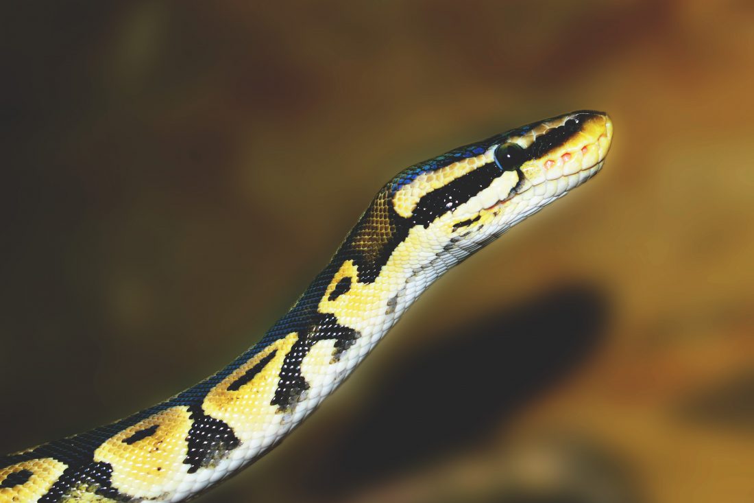 Free photo of Python Snake