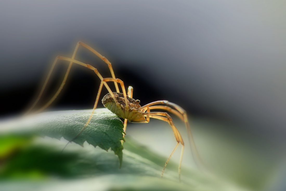 Free photo of Spider
