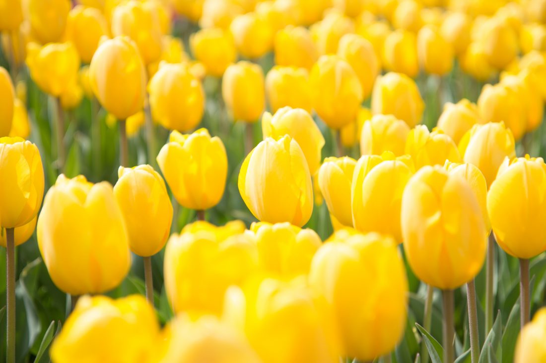 Free photo of Spring Flowers