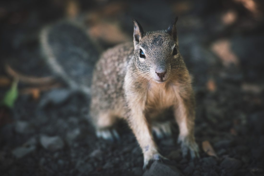Free photo of Curious Squirrel