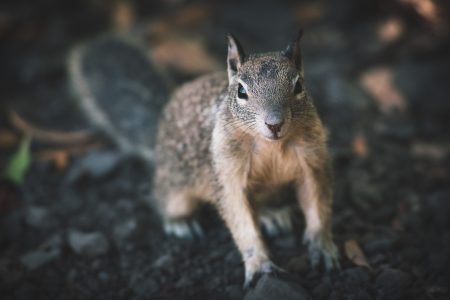 Curious Squirrel Free Stock Photo