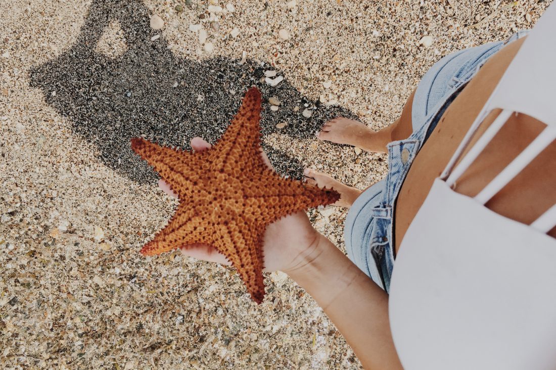 Free photo of Person Holding Starfish
