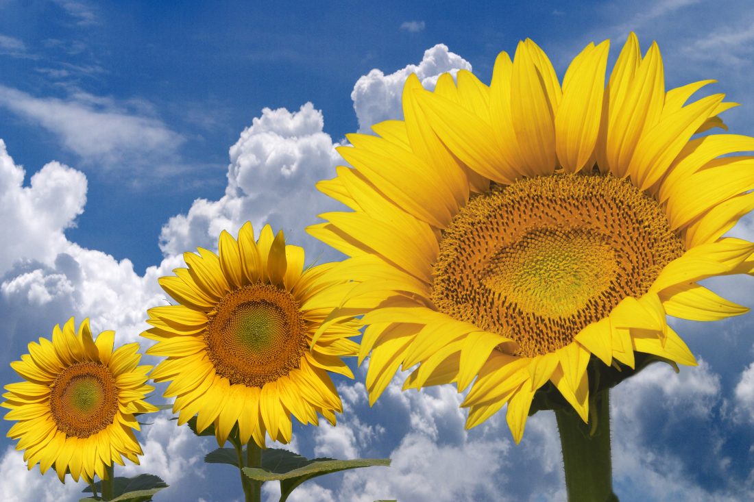 Free photo of Sunflowers