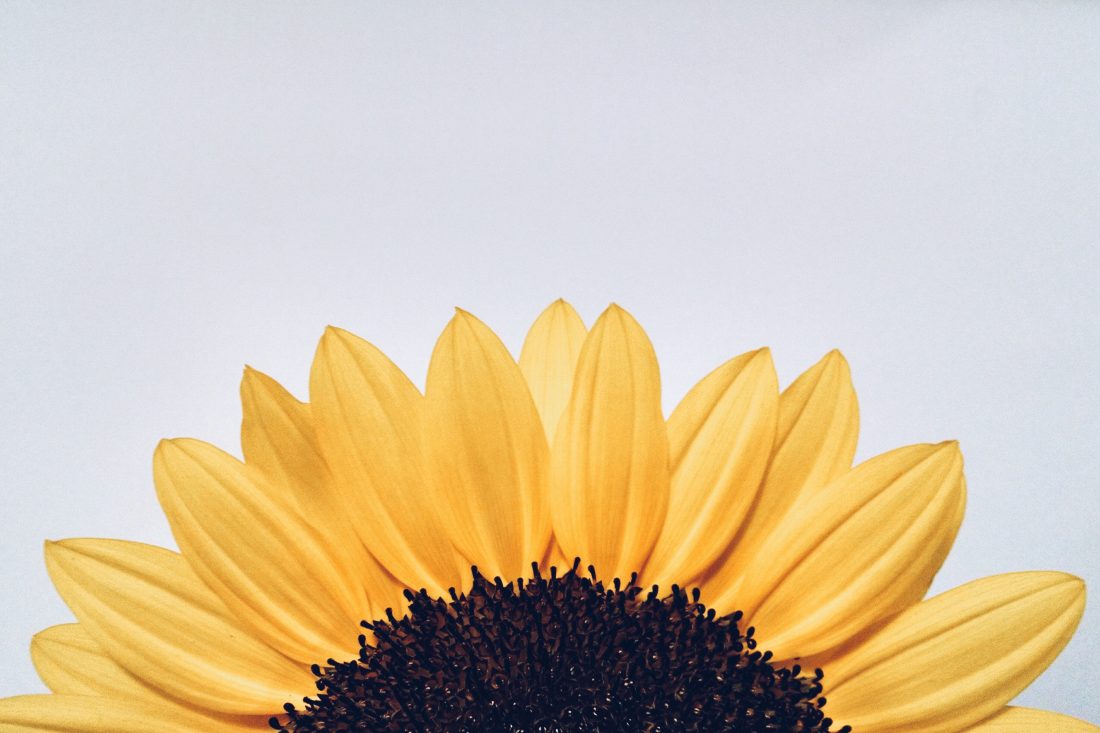 Free photo of Sunflower