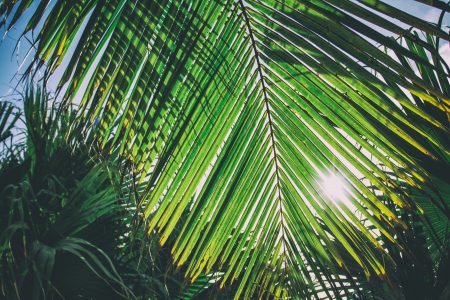 Sunny Palm, Caribbean Free Stock Photo