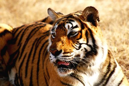 Indian Tiger Free Stock Photo