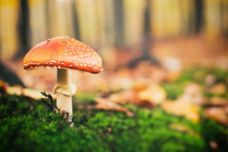 Toadstool in Forest Free Stock Photo