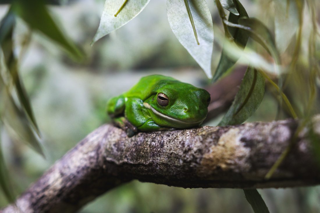 Free photo of Tree Frog