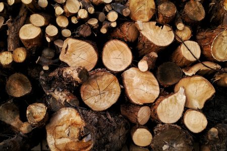 Stacked Tree Logs Free Stock Photo