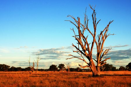 Tree in Australia Outback Free Stock Photo