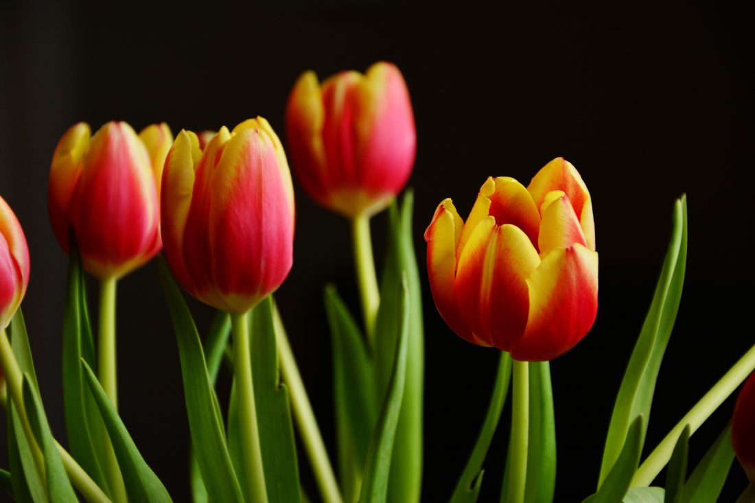 Free photo of Tulip Flowers