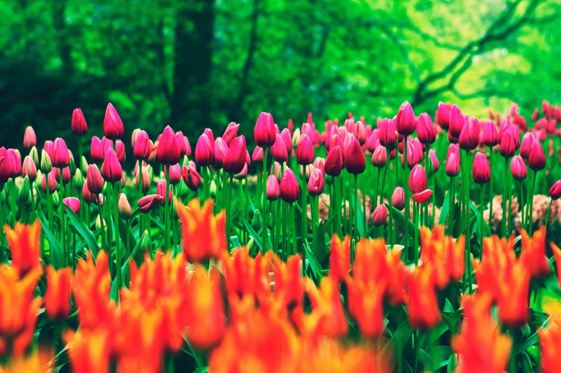 Free photo of Tulip Flowers In Field