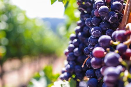 Red Grapes in Vineyard Free Stock Photo