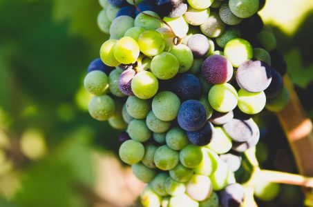 Vineyard Grapes Free Stock Photo