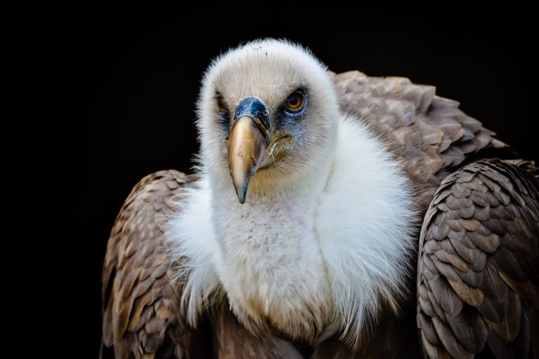 Free photo of Vulture Bird