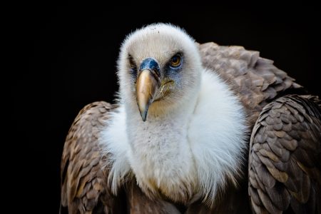Vulture Bird Free Stock Photo