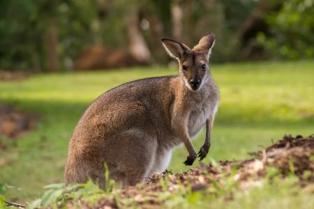 Wallaby in Australia Free Stock Photo