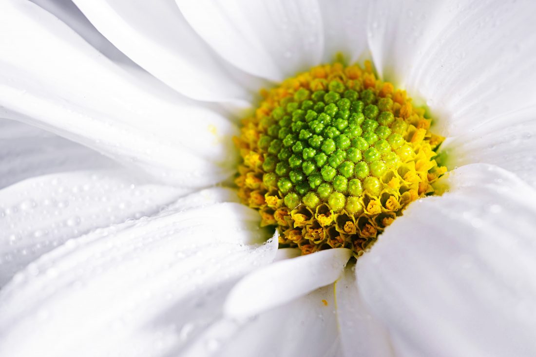 Free photo of White Flower Macro