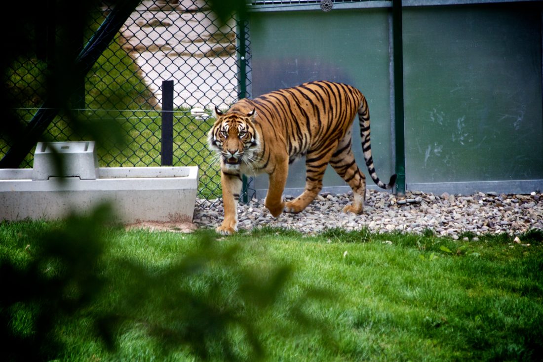 Free photo of Wildlife Tiger