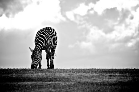 Wildlife Zebra Eating Black White Free Stock Photo