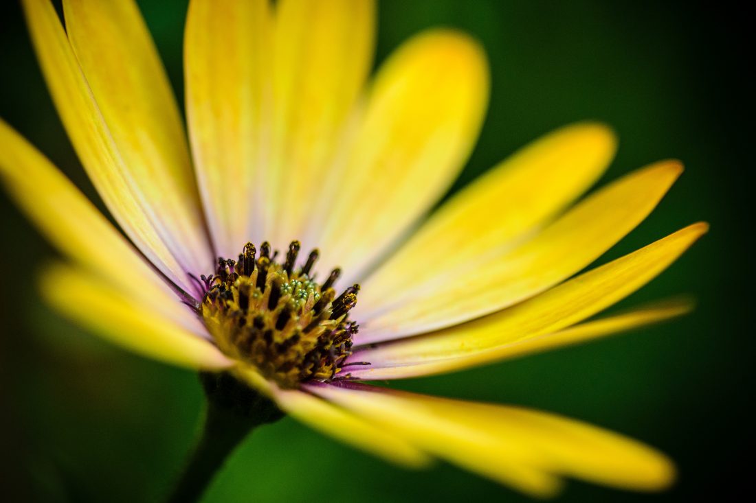 Free photo of Yellow Flower Details