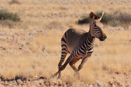 Zebra In Africa Free Stock Photo